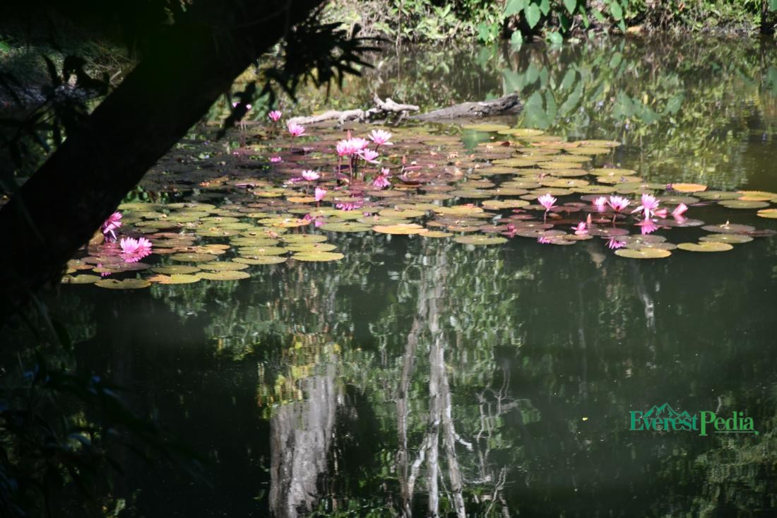 प्रकृतिको अतुलनिय उपहार ‘आलिताल’ (फोटो/भिडियो)