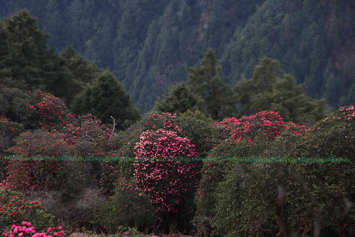 जलजलामा ढकमक्क गुराँस (तस्बिरहरु)