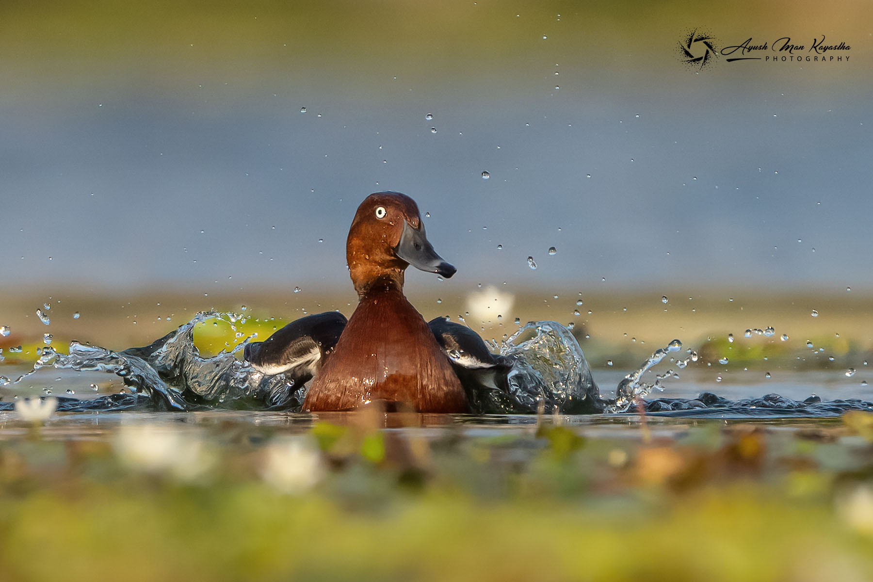 साहसी फोटोग्राफर आयुुषमान कायस्थको क्यामेरामा नागदहका चराहरू (फोटो फिचर)