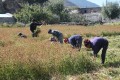 दसैँ सकिएसंगै मुस्ताङका किसान ‘फापर’ थन्क्याउन व्यस्त