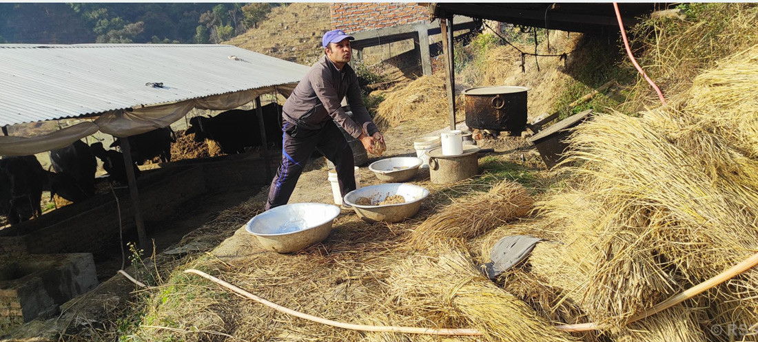 तोरीको उत्पादन बढ्नेभएपछि किसान खुसी