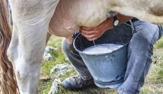 कास्कीमा दूध तथा दुग्ध पदार्थको मूल्य वृद्धि