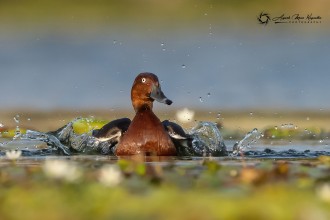 साहसी फोटोग्राफर आयुुषमान कायस्थको क्यामेरामा नागदहका चराहरू (फोटो फिचर)