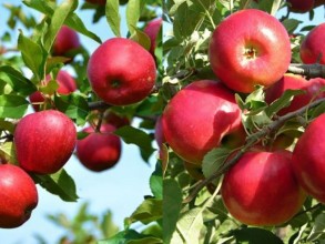 बिरुवामा रोग लाग्दा स्याउ किसान चिन्तित