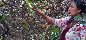 किवी खेतीतर्फ आकर्षित हुँदै किसान