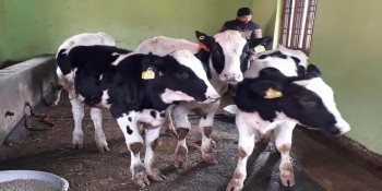 जिरीलाई दक्षिण कोरियाको चार वटा कोरली गाई उपहार