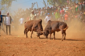 धादिङको धुवाँकोटमा माघे सङ्क्रान्तिमा गोरु जुधाइने