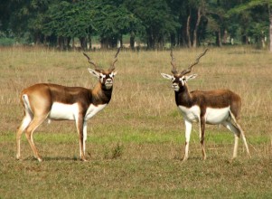 कृष्णसार अवलोकनका लागि आन्तरिक र विदेशी पर्यटक बर्दिया भित्रिन थाले