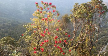 म्याग्दीमा चैतमै निख्रियो लालीगुराँस