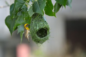 ‘इन्जिनियर’ तोप चरा ( फोटोफिचर )