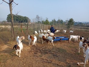 पशुपालनमा युवाको आकर्षण बढ्दो, अनुदानमा सेटिङको आरोप