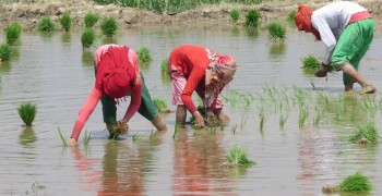 मधेस प्रदेशमा ५९ प्रतिशत मात्र धान रोपाइँ