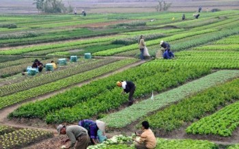 उत्पादन बढेपछि चक्लाबन्दीमा अकर्षित हुँदै किसान