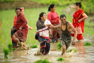 धान दिवसमा रमाउँदै किसान (तस्बिरहरू)