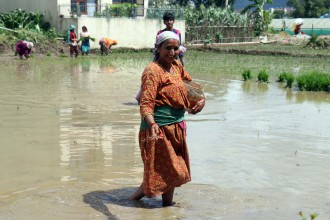 आज असार १५ : राष्ट्रिय धान दिवस र दही–चिउरा खाने पर्व