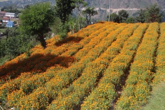 सामूहिक सयपत्री फूलखेती फस्टाउँदै