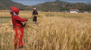 खाद्यले उचित मूल्य नदिएपछि गाउँमै गहुँ बिक्री गर्दै  किसान