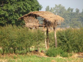 वन्यजन्तुबाट तरकारी जोगाउन खेतबारीमै बास