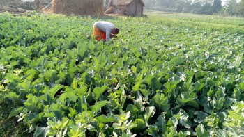 व्यावसायिक तरकारी खेती गर्ने किसानलाई बजारको चिन्ता