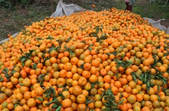 स्याङ्जामा भण्डारण गरिएको सुन्तला कुहियो