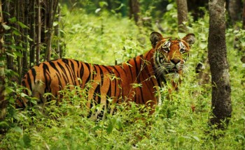 पाटेबाघका लागि प्रख्यात बन्दै शुक्लाफाँटा