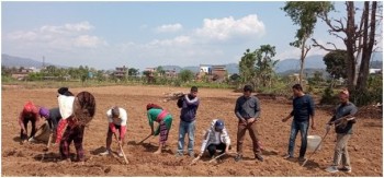 उखु खेती प्रवर्द्धन सामूहिक खेती गर्दै रामपुरका युवा