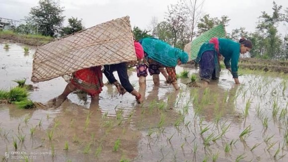 दोलखाको सोक्ला भ्यालीमा धान दिवस मनाउने तयारी