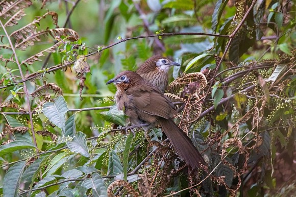 A RARE SPECIES OF BIRD THAT IS FOUND IN NEPAL ONLY