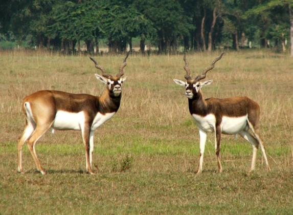 कृष्णसार अवलोकनका लागि आन्तरिक र विदेशी पर्यटक बर्दिया भित्रिन थाले