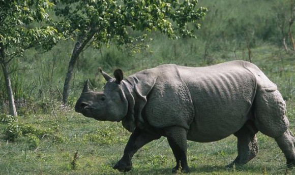 गैँडा संरक्षणका लागि घोषणापत्र जारी गर्दै सकियो अन्तर्राष्ट्रिय छलफल