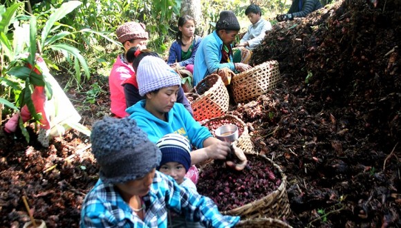 मूल्य घटेपछि अलैँची कृषक चिन्तित