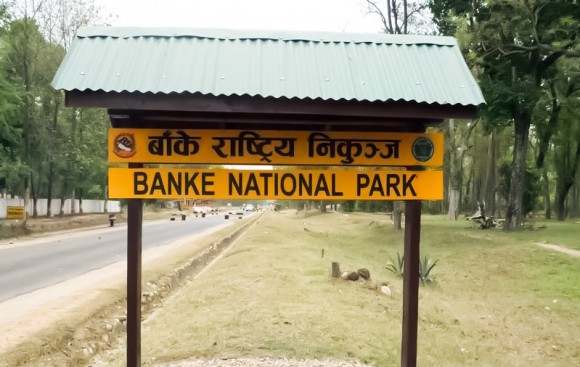 बाँके निकुञ्जमा हिउँदे सफारी सुरु, पर्यटकको आगमन बढ्दो
