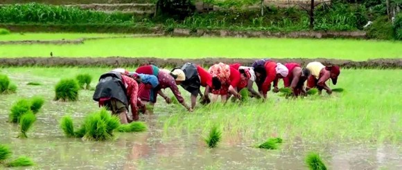 कर्णाली प्रदेशमा ४५ प्रतिशत धान रोपाइँ