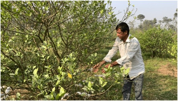 कागतीखेतीबाट वार्षिक रु २० लाख आम्दानी गर्दै रुद्रमणि