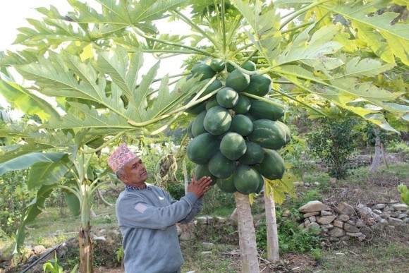 मेवा बेचेर मासिक डेढ लाख आम्दानी गर्दै ‘अनार बाजे’