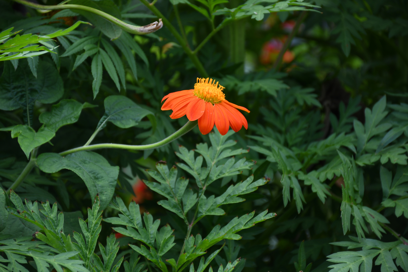 DSC_4117-1785056540.jpg