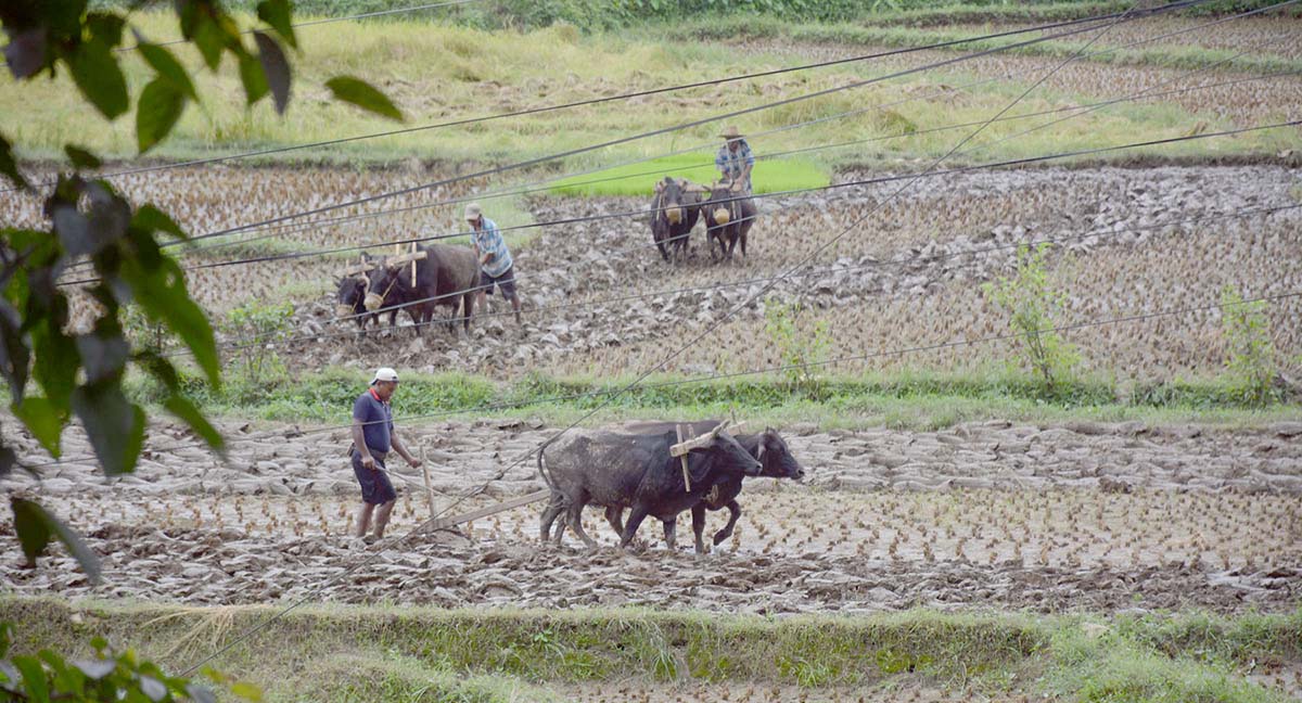 गाउँघरमा देखिन छाडे हलगोरु