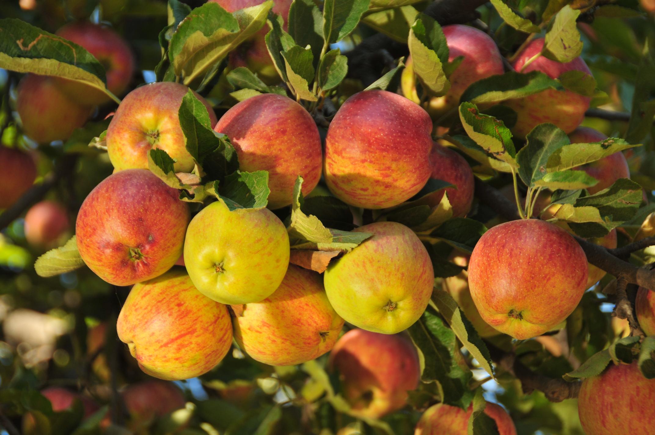 Marpha-Apple-1755082936.jpg