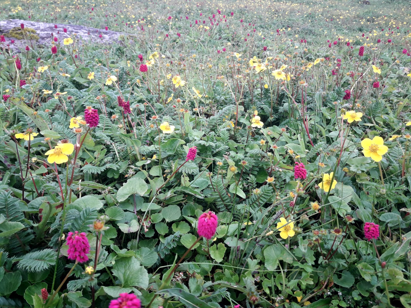 Mhemhe-pokhari-(5)-1755043984.jpeg