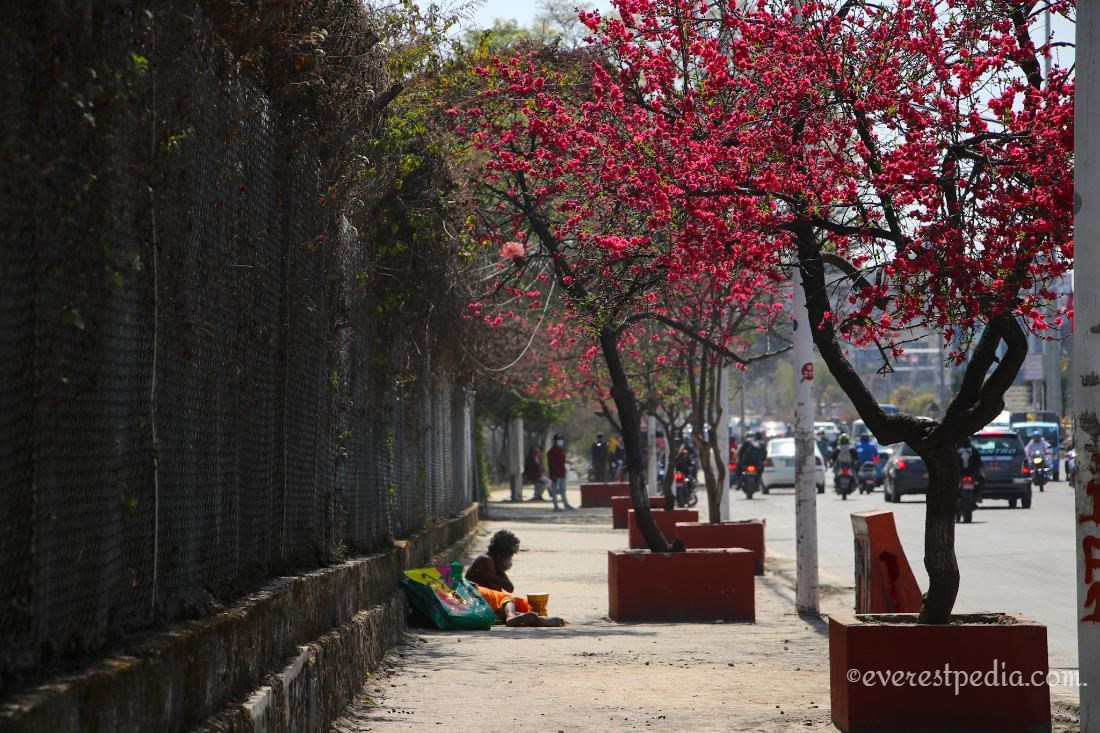 वसन्त ऋतुको आगमनसँगै काठमाडौं उपत्यकामा ‘चेरी’ फूल (तस्विरहरु)