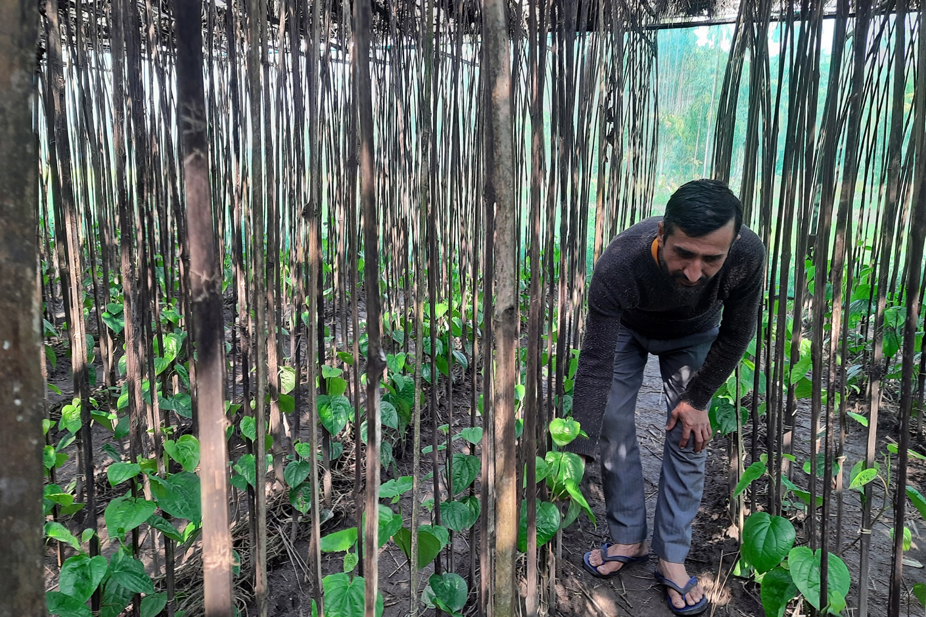 पानखेती : १५ वर्षसम्म दर्बिलो आम्दानी