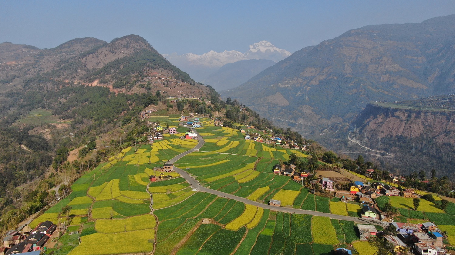 हिउँदे पानी नपर्दा खाद्यान्नबाली प्रभावित