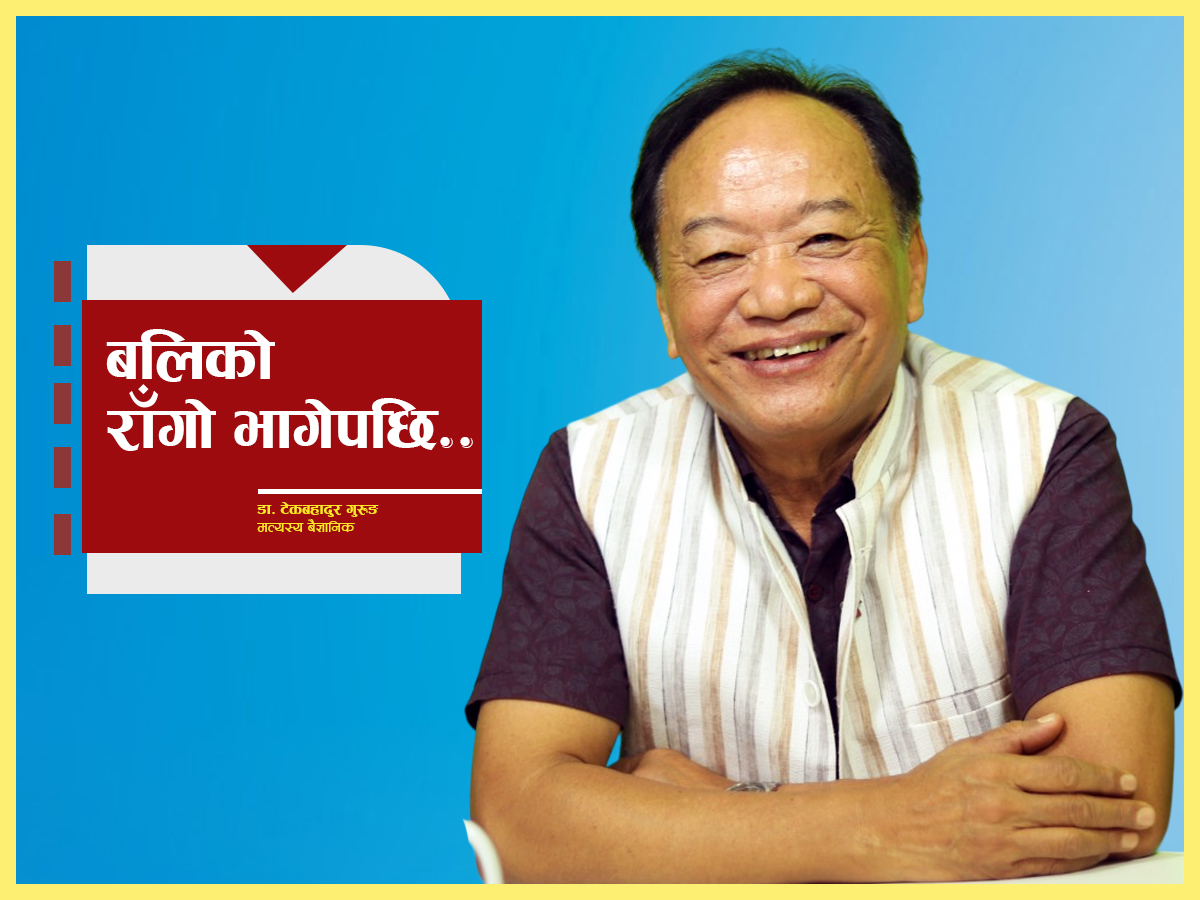 बलिको राँगो भागेपछि... (भिडियो)
