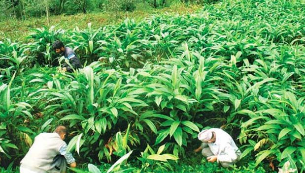 अलैँचीले उकासियो किसानको आर्थिक अवस्था