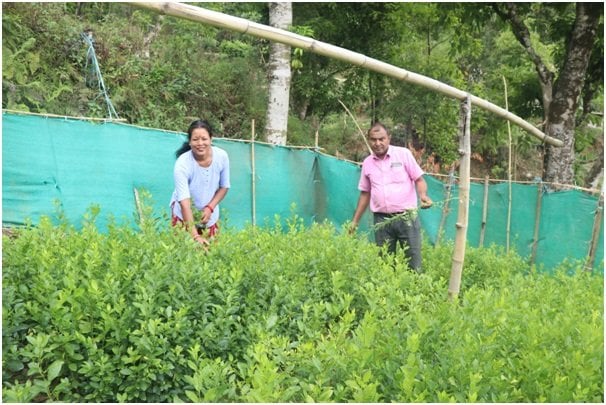 बिक्दैनन् फलफूलका बिरुवा