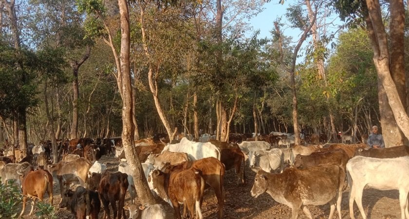 आहारा नपाउँदा रूखका बोक्रा खाँदै छाडा चौपाया