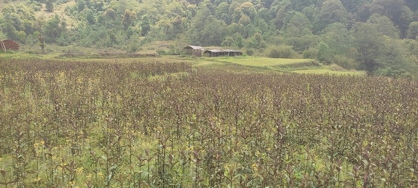 प्रतिमन ५४ हजार पुग्यो चिराइतोको मूल्य