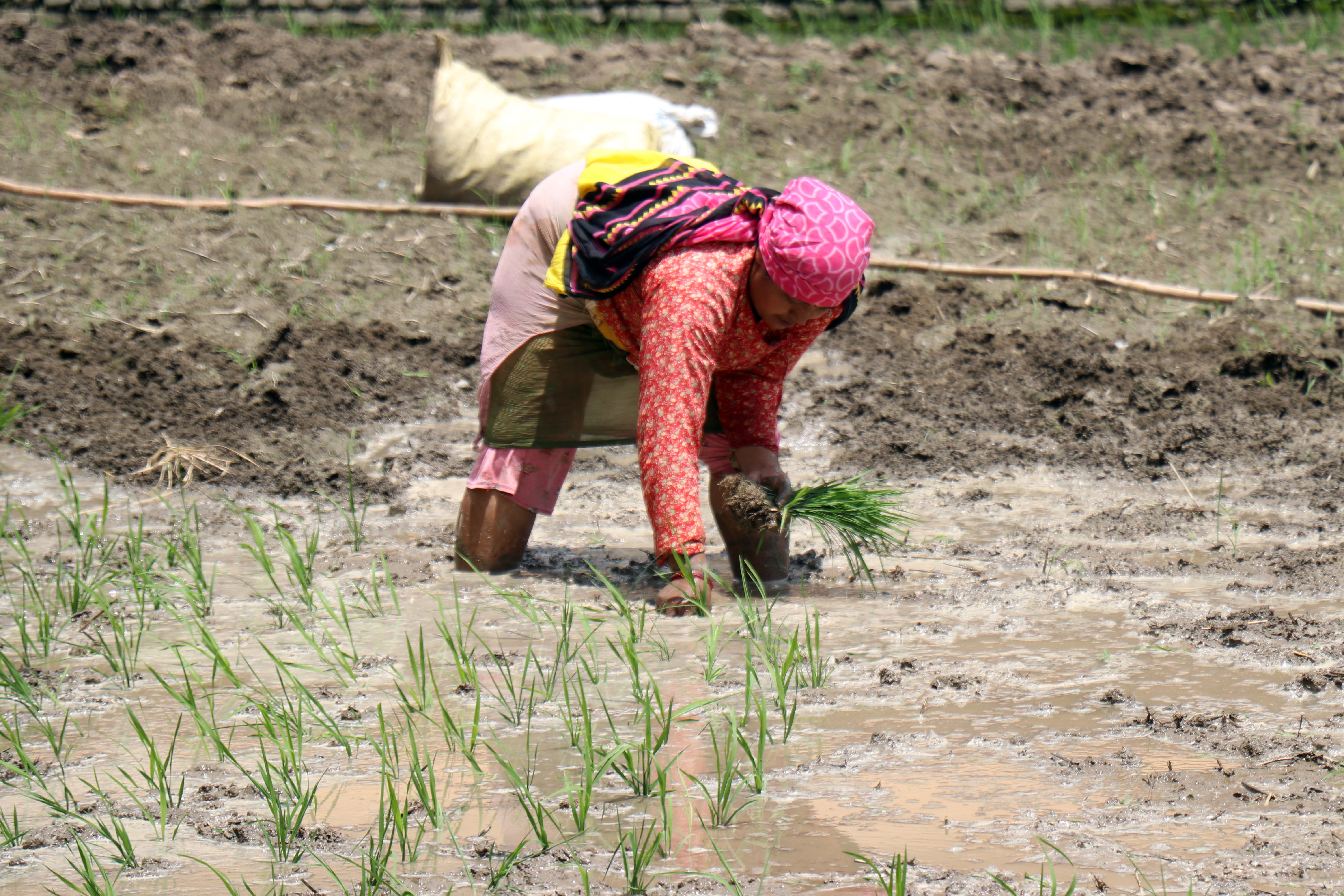 dhan-ropai--balambu--1-1750938757.jpg