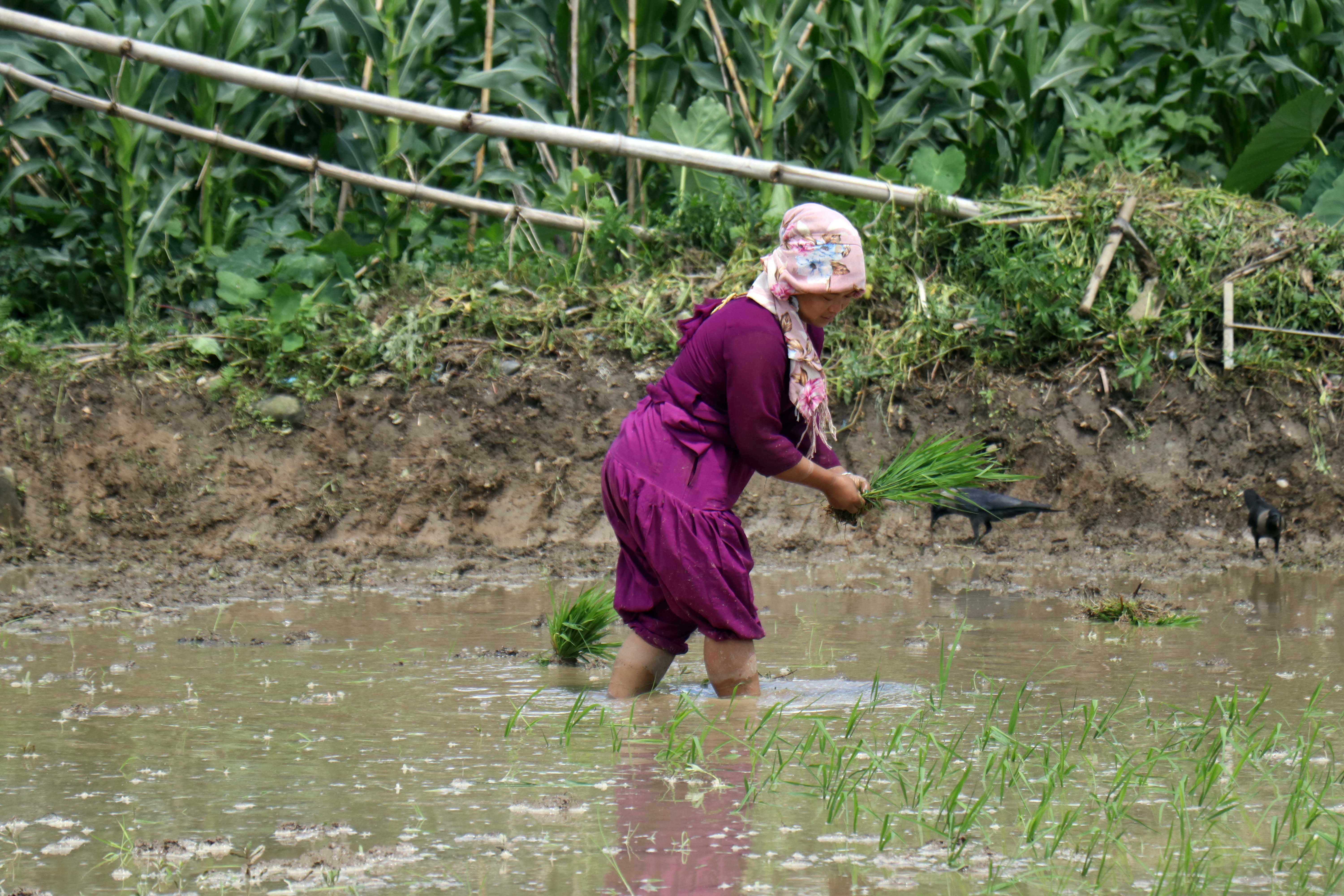 dhan-ropai--balambu--11-1750938834.jpg