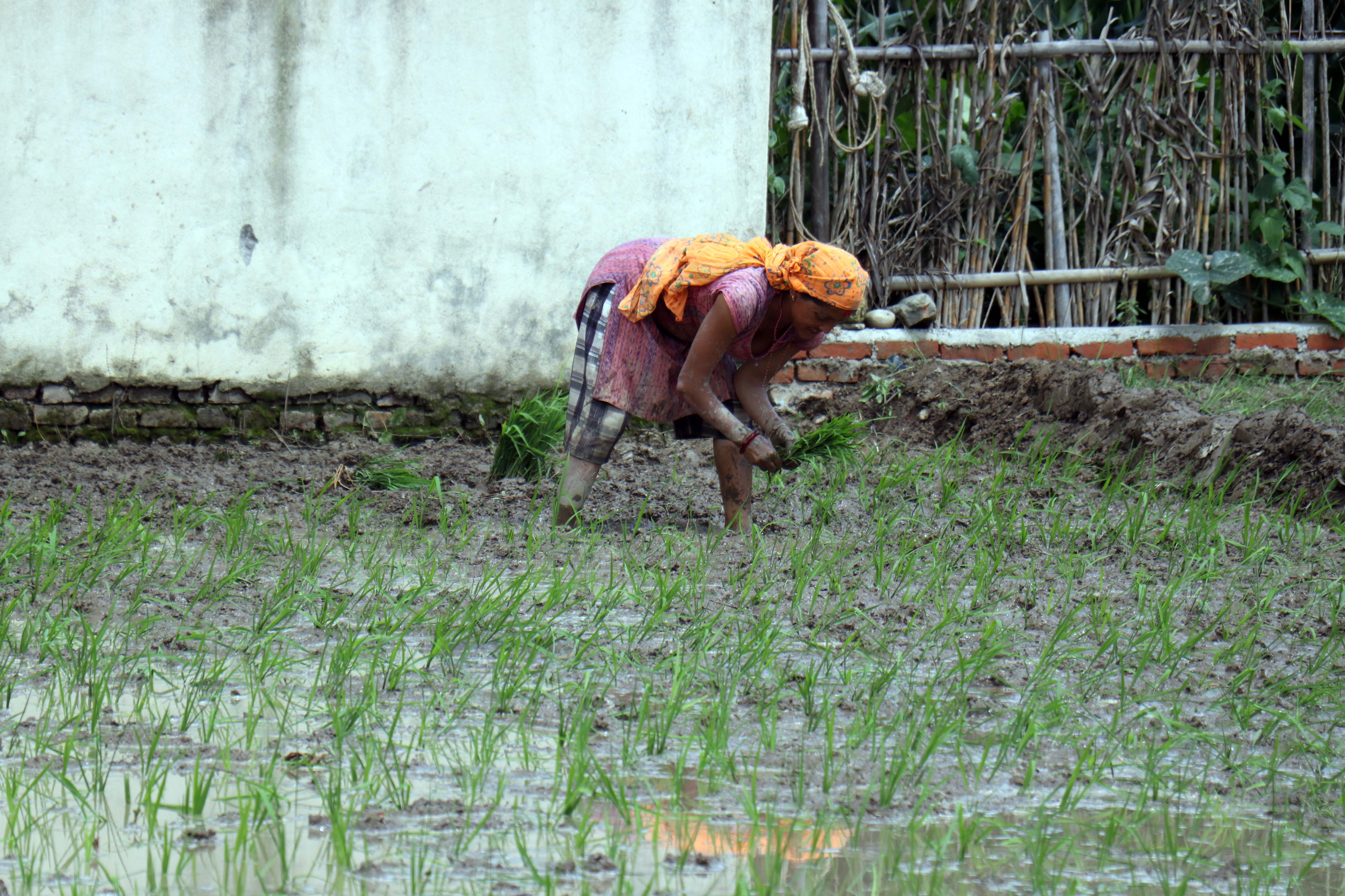 dhan-ropai--balambu--12-1750938835.jpg